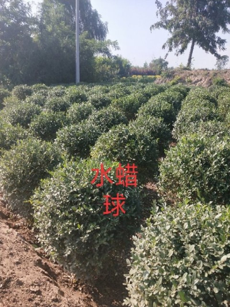 水蜡球，乔灌木绿化工程苗木