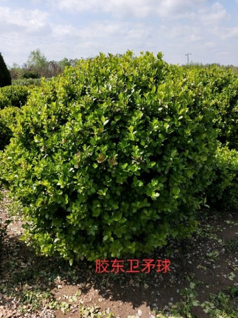 卫矛球：冠幅80-----150厘米