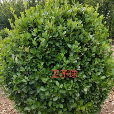 卫矛球：冠幅80-----150厘米