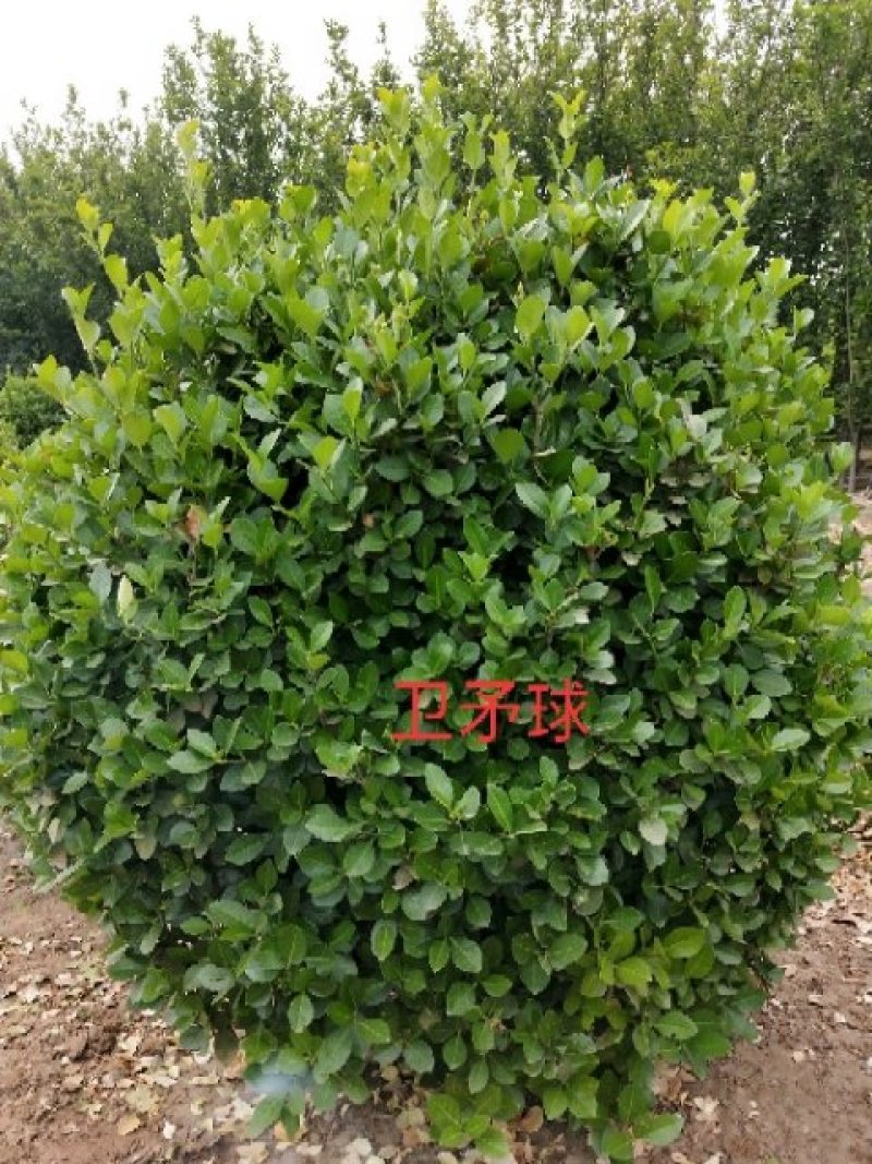 卫矛球：冠幅80-----150厘米