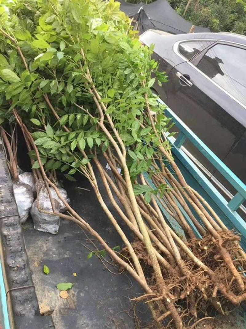 批发供应一二年生的紫藤小苗，及1-5公分的紫藤树