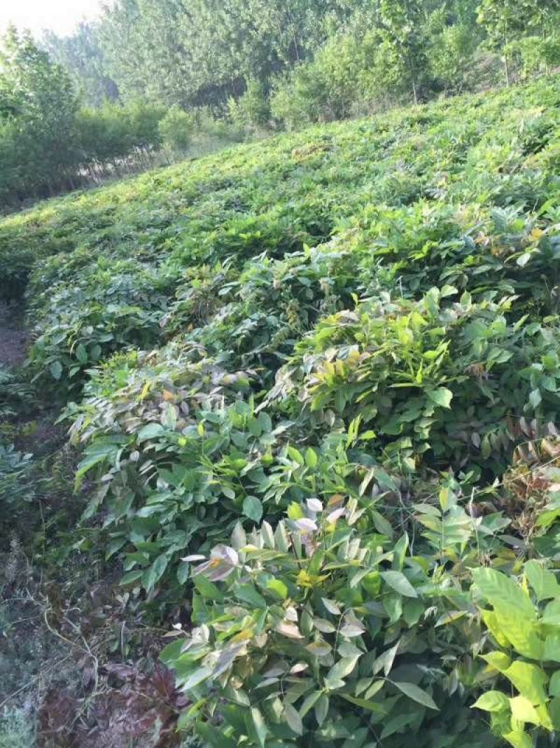 批发供应一二年生的紫藤小苗，及1-5公分的紫藤树