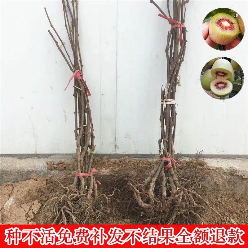【红心猕猴桃】嫁接苗，香甜可口南方北方都可以种植。
