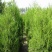 大量供应蜀桧大量现货销售中，价格优惠欢迎来电咨询