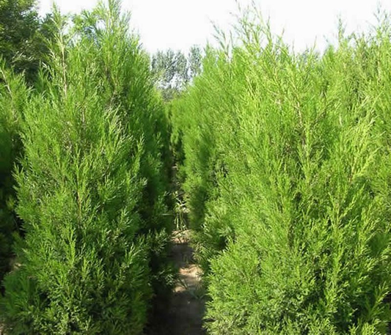 大量供应蜀桧大量现货销售中，价格优惠欢迎来电咨询