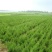 大量供应蜀桧大量现货销售中，价格优惠欢迎来电咨询