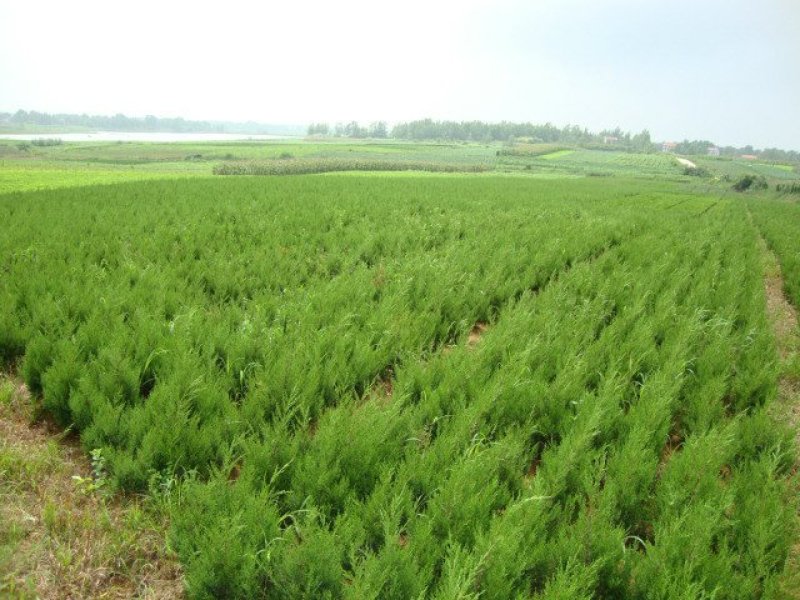 大量供应蜀桧大量现货销售中，价格优惠欢迎来电咨询