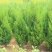 大量供应蜀桧大量现货销售中，价格优惠欢迎来电咨询