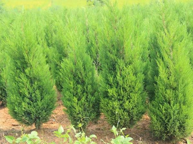 大量供应蜀桧大量现货销售中，价格优惠欢迎来电咨询