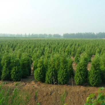 大量供应蜀桧大量现货销售中，价格优惠欢迎来电咨询