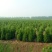 大量供应蜀桧大量现货销售中，价格优惠欢迎来电咨询