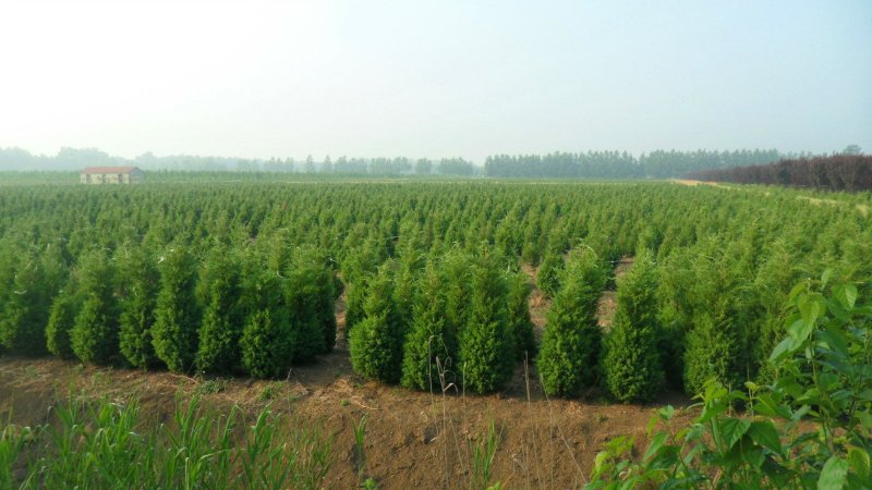大量供应蜀桧大量现货销售中，价格优惠欢迎来电咨询