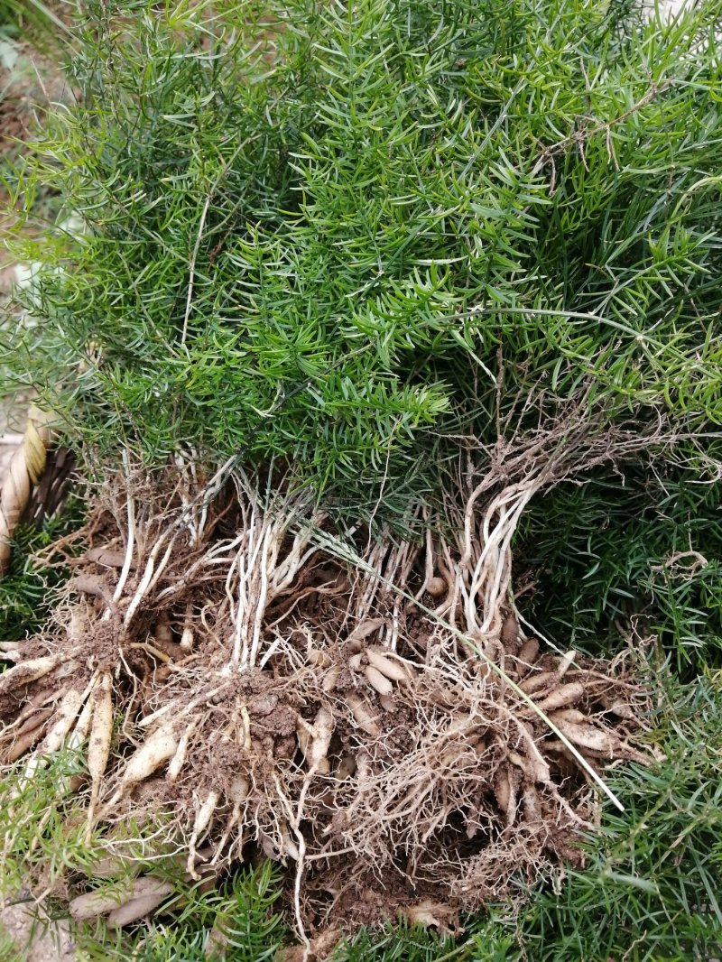 苍术种苗