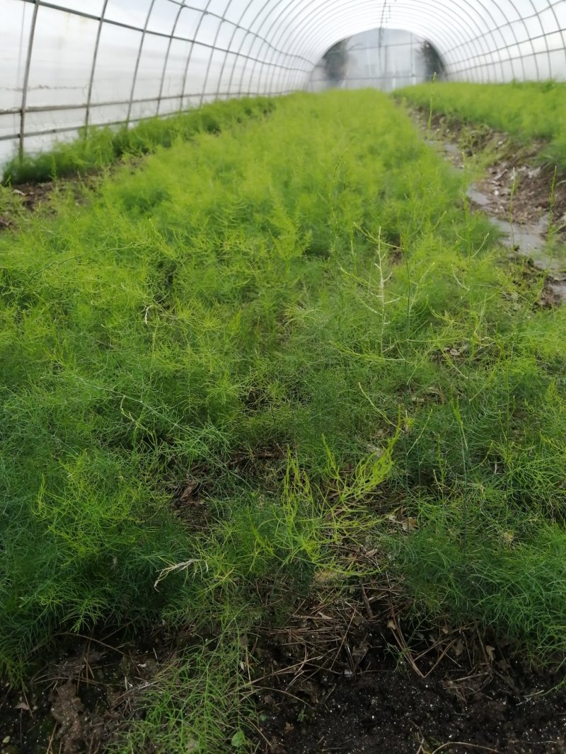 苍术种苗