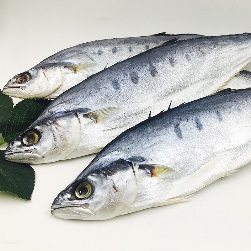 【新货特惠两件立减】鲅鱼马鲛鱼500g六成干水产干货咸鲅