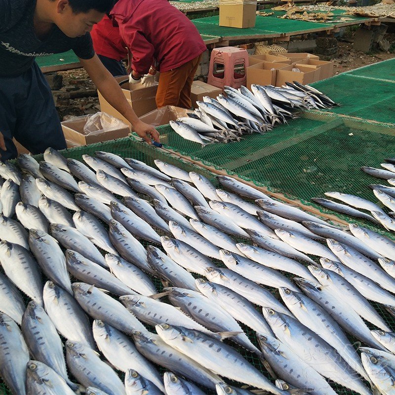 【新货特惠两件立减】鲅鱼马鲛鱼500g六成干水产干货咸鲅