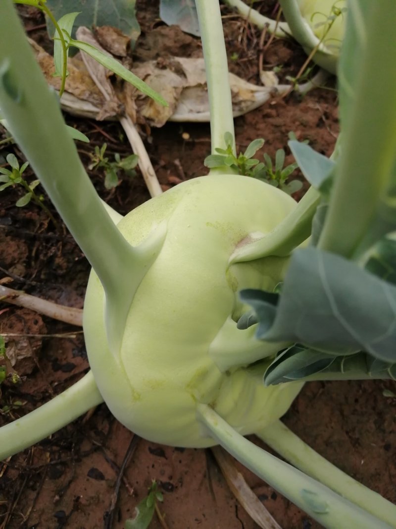 苤蓝