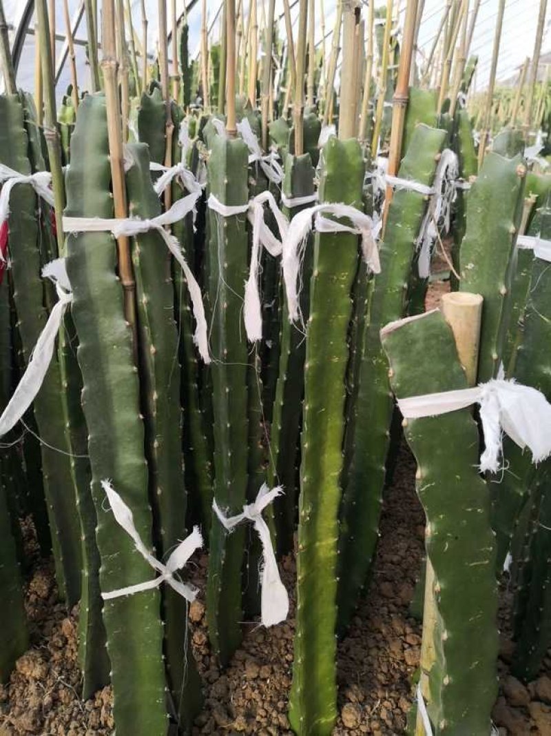 红心火龙果种苗自花受粉火龙果苗