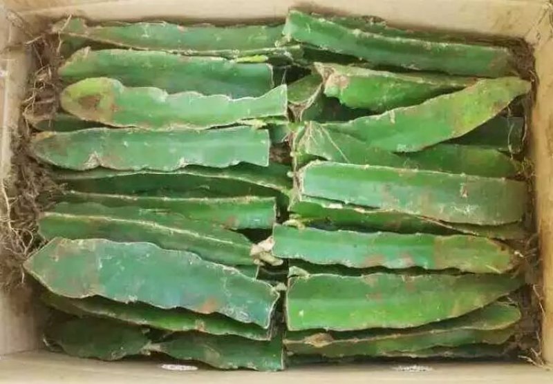 红心火龙果种苗自花受粉火龙果苗