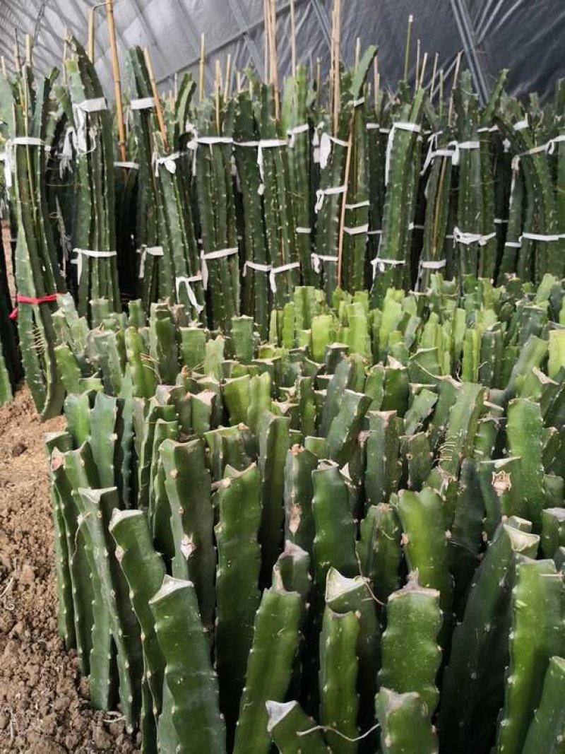 红心火龙果种苗自花受粉火龙果苗