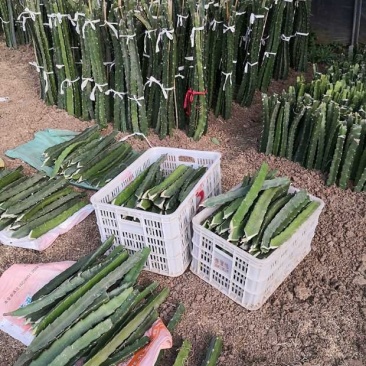 红心火龙果种苗自花受粉火龙果苗