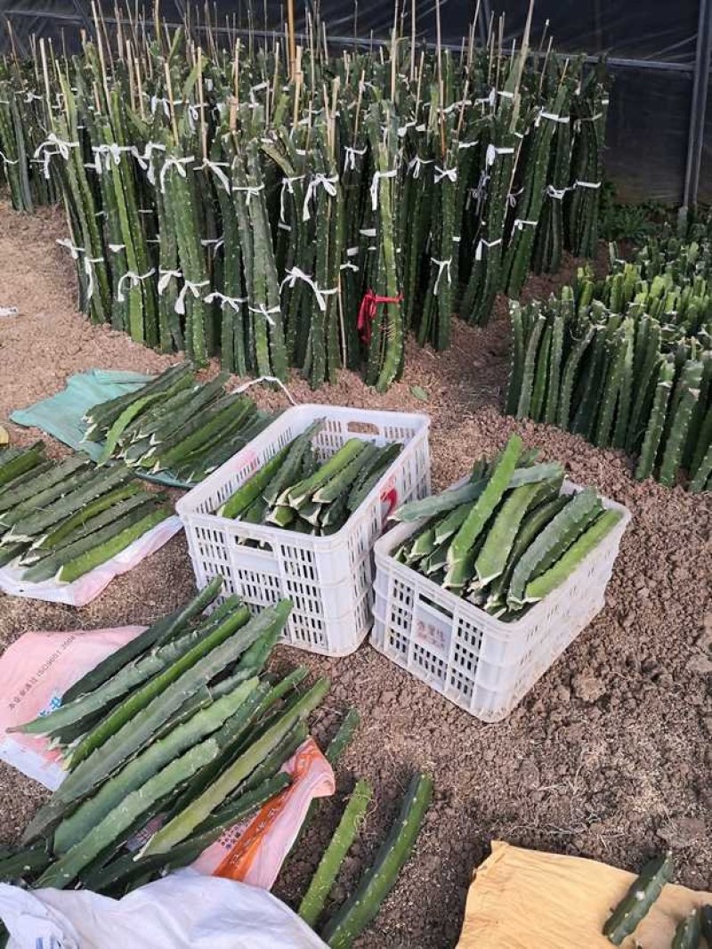 红心火龙果种苗自花受粉火龙果苗
