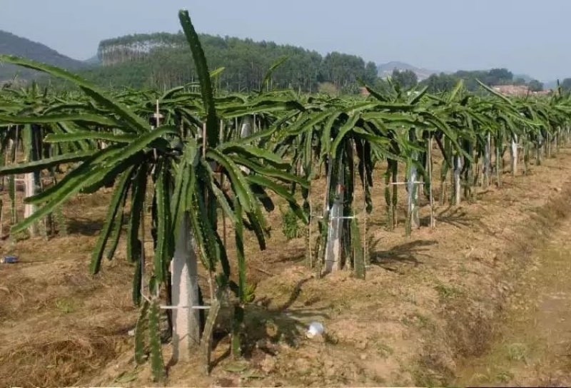 红心火龙果种苗自花受粉火龙果苗