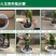 红心火龙果种苗自花受粉火龙果苗