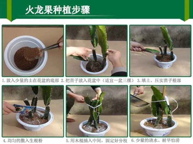红心火龙果种苗自花受粉火龙果苗