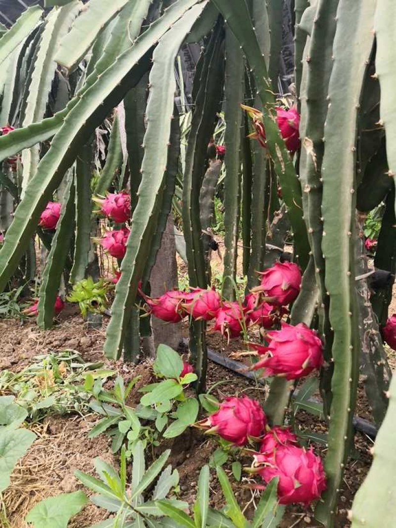 红心火龙果种苗自花受粉火龙果苗