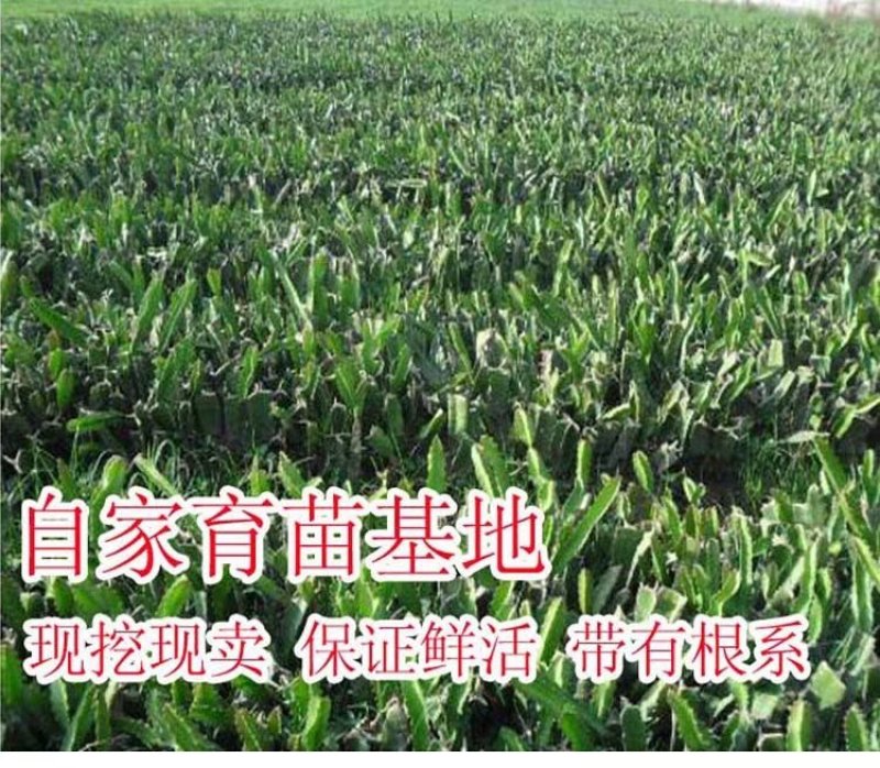 红心火龙果种苗自花受粉火龙果苗