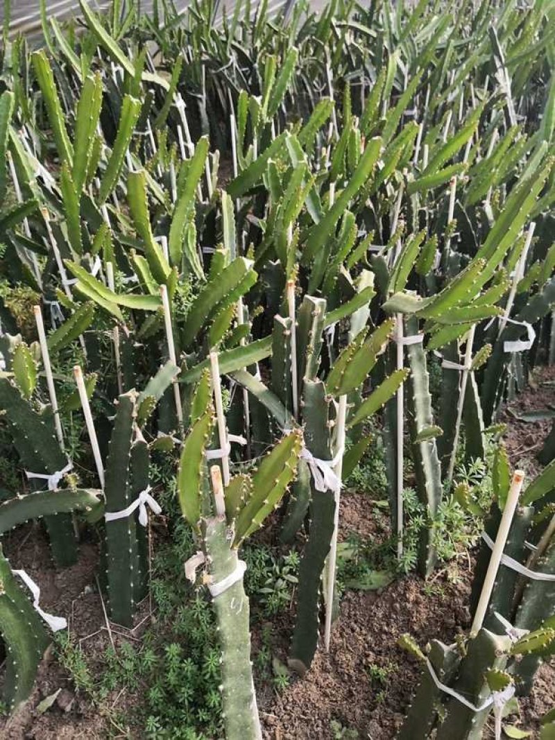 红心火龙果种苗自花受粉火龙果苗