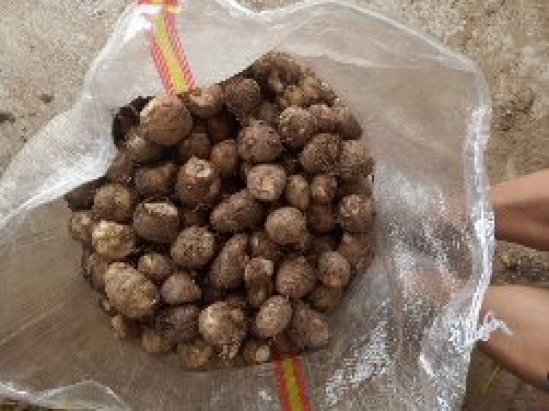 2025新鲜白芋头毛芋头香芋芋头芋艿