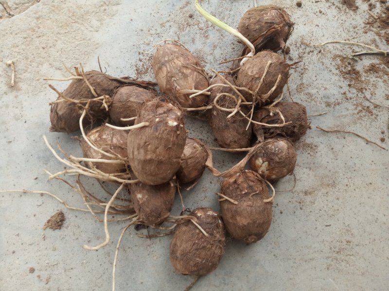 2025新鲜白芋头毛芋头香芋芋头芋艿
