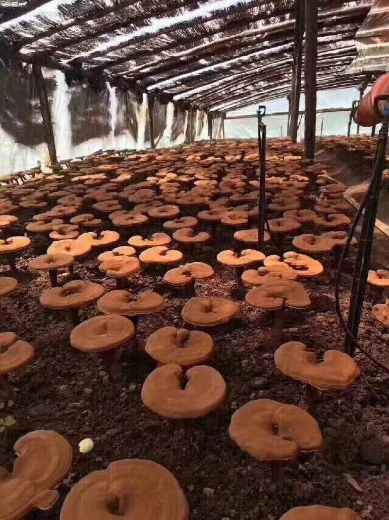 灵芝粉吉林桦甸产地批发