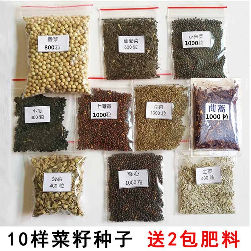 野生蒲公英种籽婆婆丁种孑四季盆栽蔬菜春秋冬季种植药用野菜