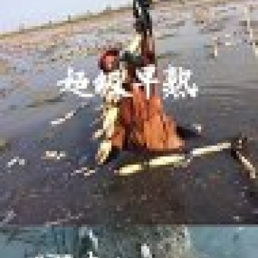 380万斤莲藕藕种出售