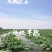 380万斤莲藕藕种出售