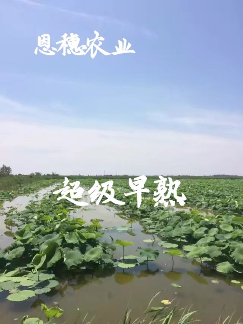380万斤莲藕藕种出售