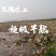 380万斤莲藕藕种出售