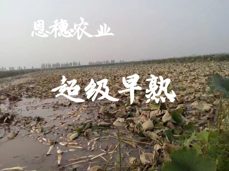 380万斤莲藕藕种出售