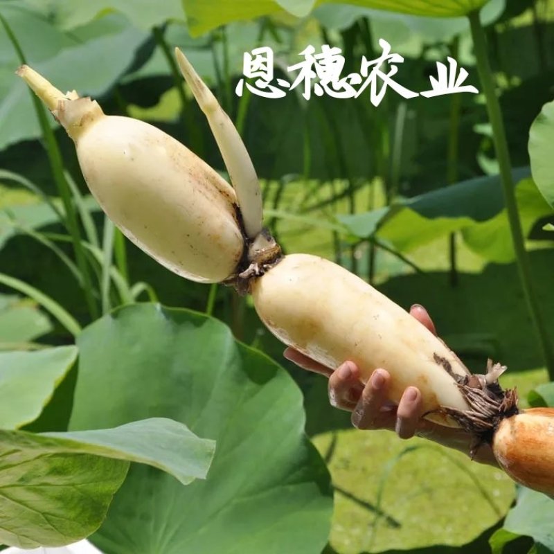 380万斤莲藕藕种出售