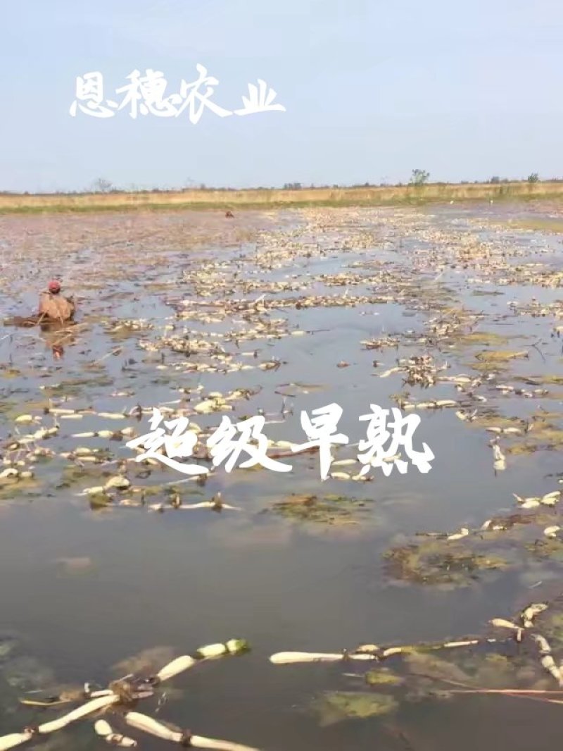 380万斤莲藕藕种出售