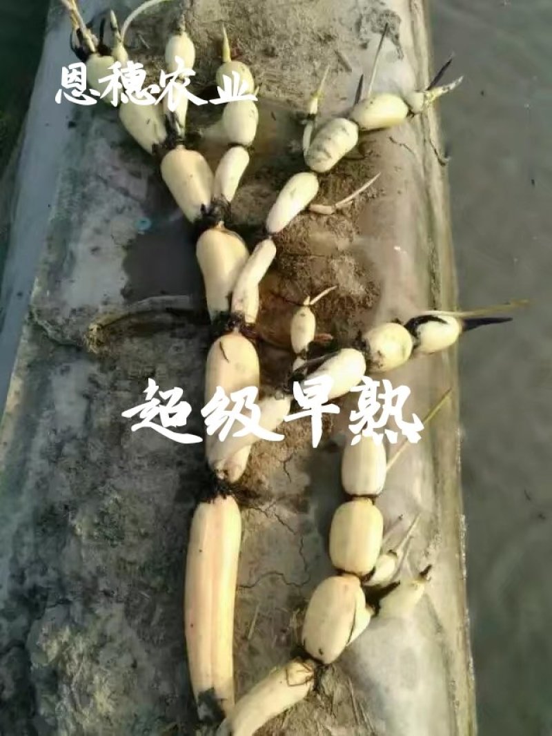 380万斤莲藕藕种出售