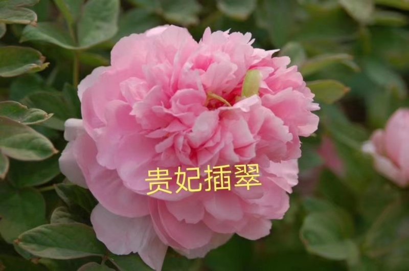 洛阳牡丹苗四年苗！六到八个花枝！跟粗苗壮，包成活包对版！