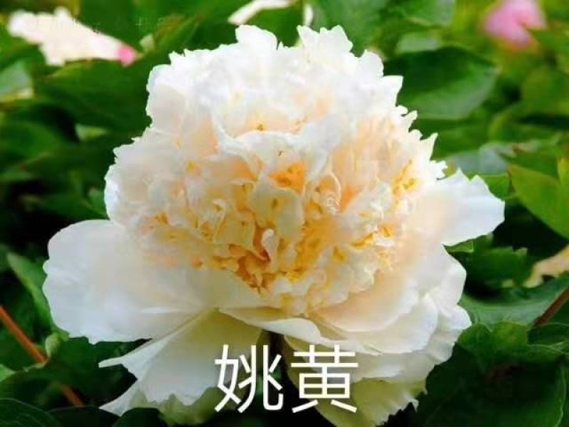 洛阳牡丹苗四年苗！六到八个花枝！跟粗苗壮，包成活包对版！