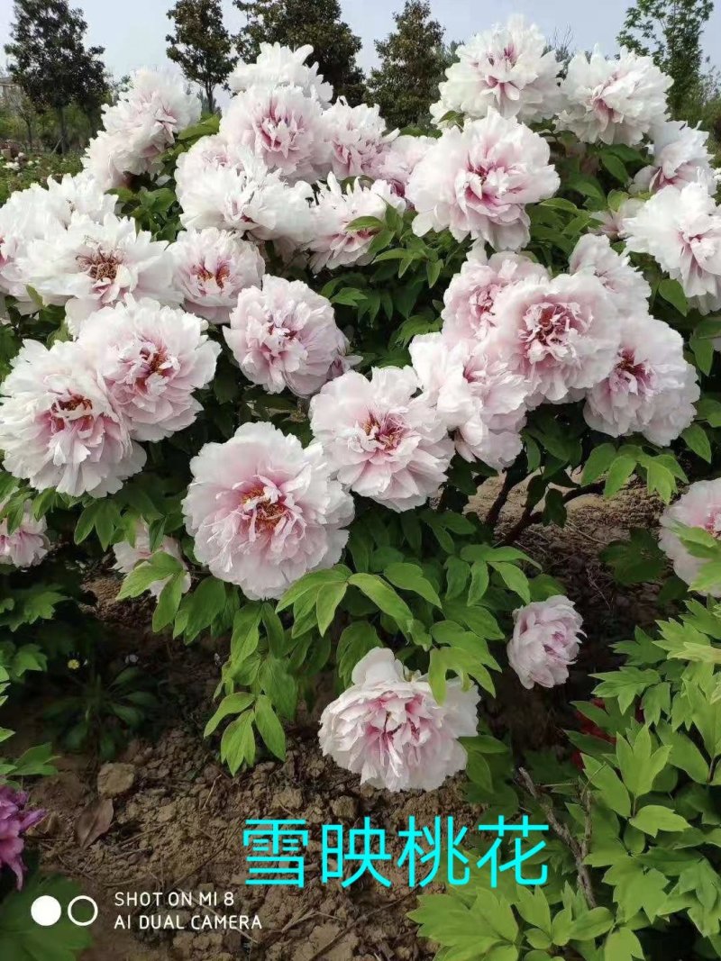 洛阳牡丹苗四年苗！六到八个花枝！跟粗苗壮，包成活包对版！
