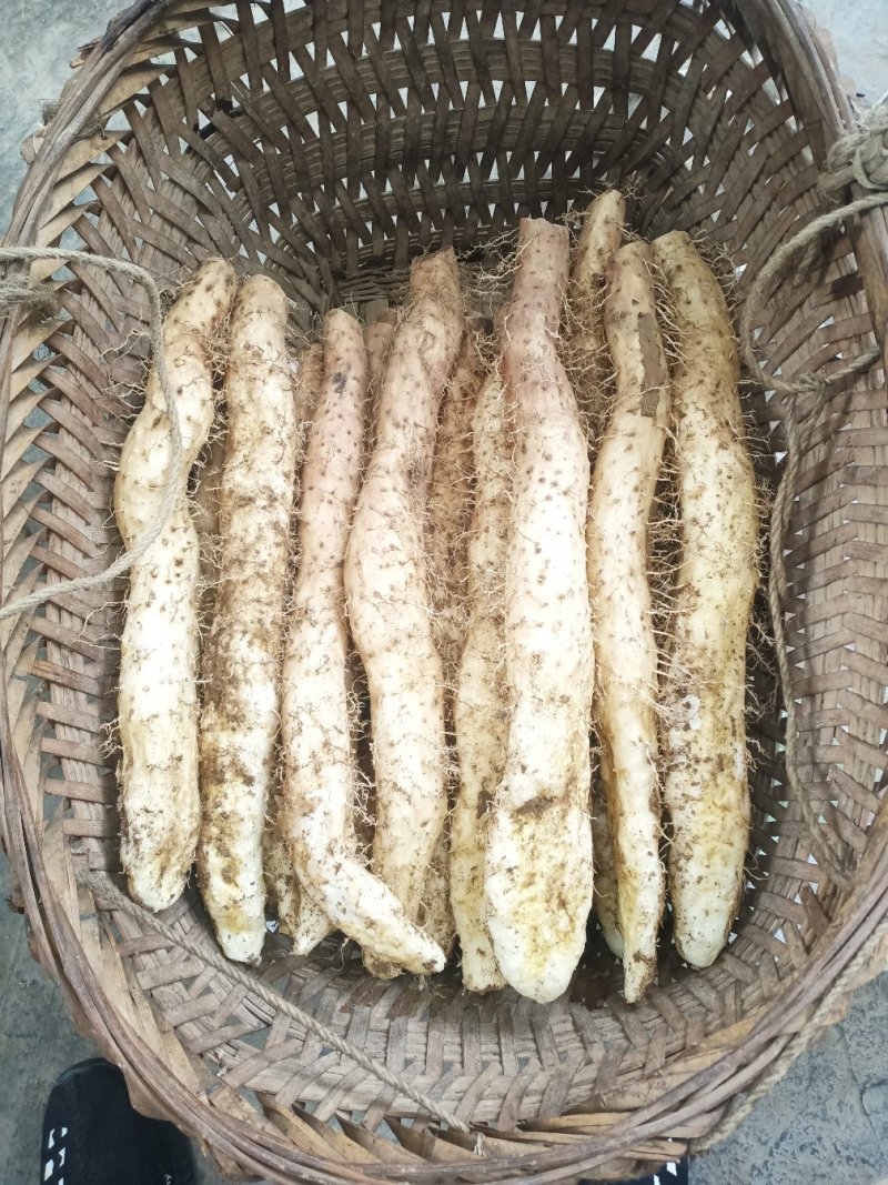 优质湖北利川团堡山药