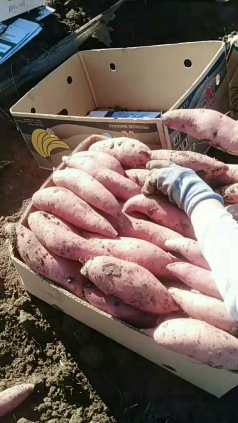 龙薯9大量，需要的联系