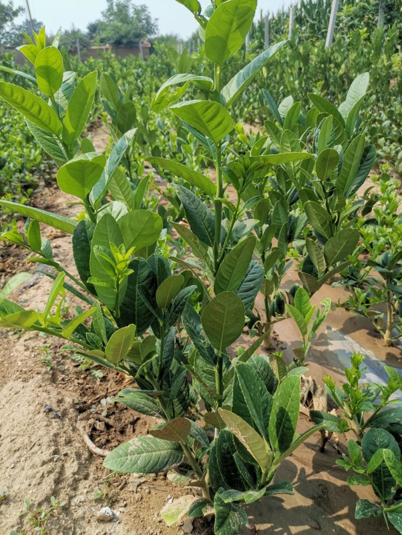 【金佛手树苗】可当年结果，盆栽地栽都可以，送种植技术